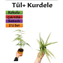 2'li Set Tül( Kuş Konmaz)+ Kurdele Çiçeği (10-20 cm) Saksılı Dış Mekan Bitkileri
