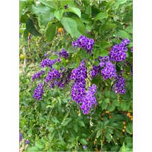 Videolu Duranta Çalısı Ağaç Menekşesi 60-120 cm Saksılı/Tüplü Dış Mekan Sarmaşık Duranta Erecta