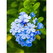 Videolu Kokulu Mavi Yasemin Fidesi 1 Adet Saksılı/Tüplü 40-60 cm (Plumbago Blue Jasmine)