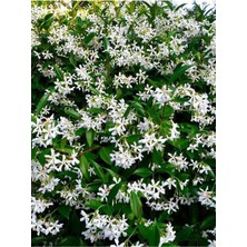 Mis Kokulu Arap Yasemini Fidanı 80-150 cm Saksılı (Arabian Jasmine Seedling)