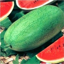 Nadir İthal Çarliston Gray Karpuz Tohumu 5 Adet Tohum