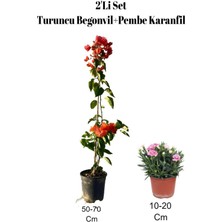 2'li Set Turuncu Begonvil+ Pembe Karanfil Çiçeği Dış Mekan Bitkisi