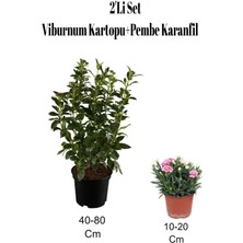 2'li Set Viburnum Kokulu Kartopu Fidanı+Karanfil Çiçeği Dış Mekan Bitkisi
