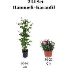 2'li Set Hanımeli+ Pembe Karanfil Çiçeği Dış Mekan Bitkisi
