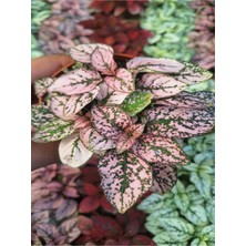 1 Adet Saksılı Pembe Hostes Çiçeği (5 10 cm) Dış Mekan Bitkisi