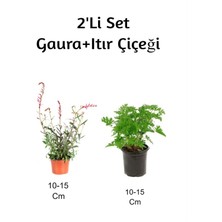 Gaura Çiçeği + Itır Çiçeği 2'li Set (Gül Damlası) Dış Mekan Bitkisi