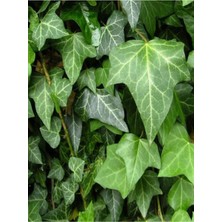 Videolu Büyük Yapraklı 1 Adet Duvar Sarmaşığı Fidanı Saksılı 50-80 cm (Climbing Ivy)