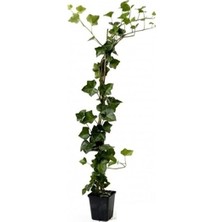 Videolu Büyük Yapraklı 1 Adet Duvar Sarmaşığı Fidanı Saksılı 50-80 cm (Climbing Ivy)