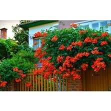 Turuncu Acem Borusu Çiçeği Fidanı 80 cm Saksılı