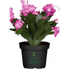 Pembe Renk Saksılı 1 Adet Yılbaşı Çiçeği Pink Schlumbergera Truncata