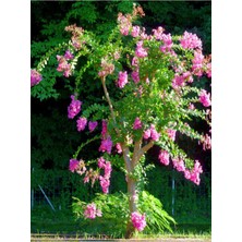 Videolu Pembe Oya Ağacı Fidanı 1 Adet Saksılı Dış Mekan Bitkisi (Lagerstroemia Indica )