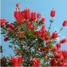 Fırça Çalısı Fidanı Callistemon Leavis, 50-70 cm Saksıda