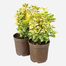 Videolu Gold Taflan 2 Adet Saksılı/ Tüplü 30-60 cm Dış Mekan Bitkisi (Euonymus Japonica )