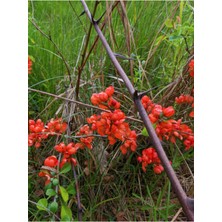 Videolu Kırmızı Japon Ayvası/yörük Gelini Ağacı Fidanı 30-60 cm Saksılı Dış Mekan Ağaçları Henomeles