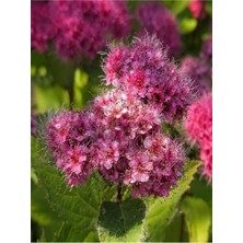 Videolu Pembe Çiçekli Keçi Sakalı Fidanı 1 Adet Saksılı/ Tüplü 60-80 cm ( Ispirya Spiraea)