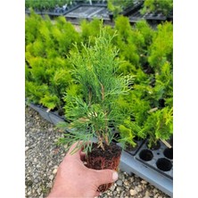 Cupressus Leylandii 40 Adet Leylandi Çam Ağacı Fidanı 10-25 cm Dış Mekan Çit Bitkisi