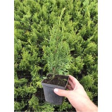Cupressus Leylandii 40 Adet Leylandi Çam Ağacı Fidanı 10-25 cm Dış Mekan Çit Bitkisi