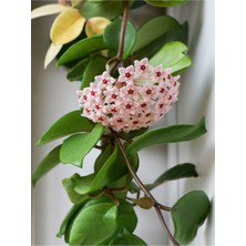 Videolu Pembe Mum Çiçeği Fidanı 1 Adet 30-60 cm Saksılı/ Tüplü Dış Mekan Bitkisi (Hoya)