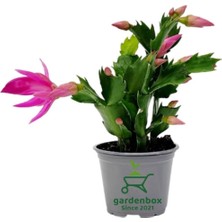 Schlumbergera Truncata Pembe Renk Yılbaşı Çiçeği 10-15 cm Yılbaşı Kaktüsü