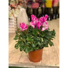 Garden Box Sıklamen Çiçeği Hediyelik Çiçek