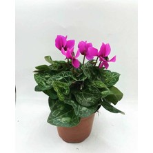 Garden Box Lila Renkli Sıklamen Çiçeği Fidanı Canlı Çiçek Hediyelik Çiçek