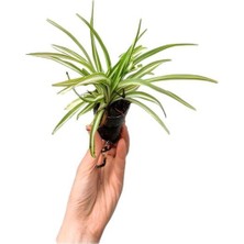 Garden Box Kadınlar Gününe Özel Pembe Japon Gülü(Hibiscus Rosa) + Kurdele Çiçeği