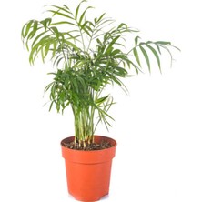 Garden Box Areka & Dağ Palmiyesi 2 Adet Saksılı 15 - 30 cm İç Mekan Salon Süs Bitkisi (Dypsis Lucentes)