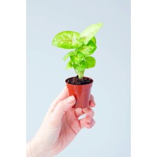 Garden Box Melek Kanadı Çiçeği 1 Adet Saksılı 10 - 15 cm İç Mekan Ev Bitkisi (Syngonium Mango Allusion)