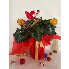 Yılbaşı Hediyesi Kırmızı Renk Sıklamen Çiçeği Süslemeli (Portakal+Kozalak Dahildir)