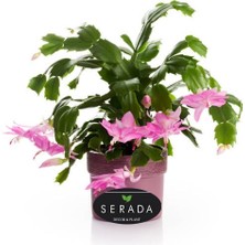 Pembe Renk Yılbaşı Çiçeği 1 Adet 10-15 cm Pink Schlumbergera