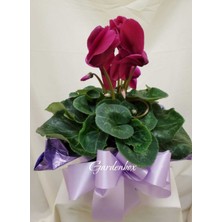 Öğrtmenler Günü Hediyesi Bordo Sıklamen Çiçeği(Cyclamen) Hediye Paketli