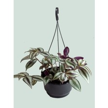 Dolfun Fomlu Telgraf Çiçeği Tradescantia Zebrina Makrome Saksılı