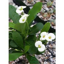 Beyaz Çiçekli Dikenler Tacı Kaktüsü 1 Adet Saksılı 20-25 cm