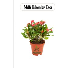 Kırmızı Milii Dikenler Tacı Kaktüsü 1 Adet Saksılı 20-25 cm