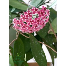 Koyu Pembe Hoya Carnosa Mum Çiçeği 30-50 cm 1 Adet Sarmaşık Bitki