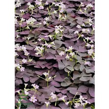 Uyku Yoncası Çiçeği 1 Adet Saksılı 20-30 cm İç/dış Mekan Çiçeği