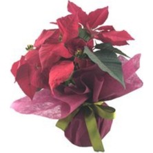 Garden Box Atatürk Çiçeği Ponsetya Poinsettia Saksıda Hediyelik Canlı Çiçek