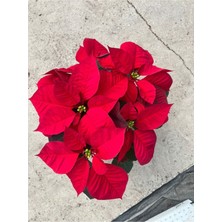 Ponsetya (Poinsettia) Atatürk Çiçeği Kırmızı Yapraklı Bitki Çiçek 35 cm
