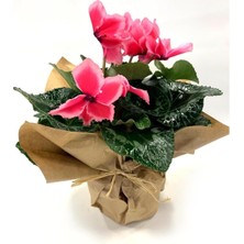Pembe Kırçıllı Cyclamen Sıklamen Saksı Çiçeği 35 cm Hediyelik Çiçek
