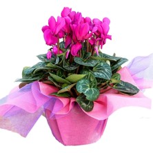 Sıklamen Çiçeği Hediye Paketi Kart Notu Hediyelik Bitki Hediyelik Çiçek