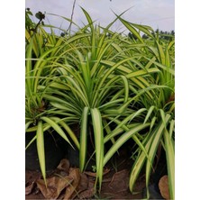 Kurdele Çiçeği (Chlorophytum)