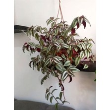 Tradescantia Zebrina Makrome Saksılı 1 Adet Saksılı 30-50 cm