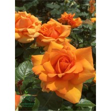 Canlı Turuncu Renk Bahçe Gülü Yediveren 30-40 cm Rose