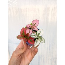 Mini Saksıda Üç Renk Bir Arada Hypoestes Hostes Bitkisi