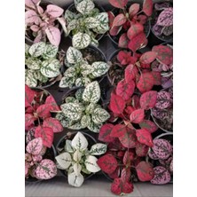 Beyaz-Kırmızı Renk 2 Adet Hostes Çiçeği 10-15 cm İç Mekan Bitkisi