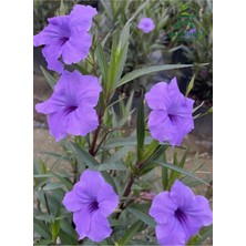 Mor Meksika Petunyası 1 Adet Saksılı 30-60 cm (Purple Ruelya)
