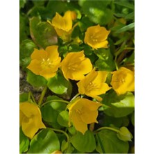 Lysimachia Nummularia Sarı Kız Altın Kolye Makrome Saksılı 30-40 cm