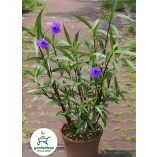 Meksika Petunyası Mor Renk 1 Adet Saksılı 30-60 cm Bahçe Çiçeği