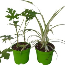 2'li Set Mini Itır+Mini Kurdele (5-10 cm) İç/ Dış Mekan Bitkisi