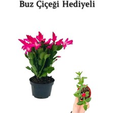 Kadınlar Gününe Özel Pembe Renk Yılbaşı Buz Çiçeği Hediyeli
